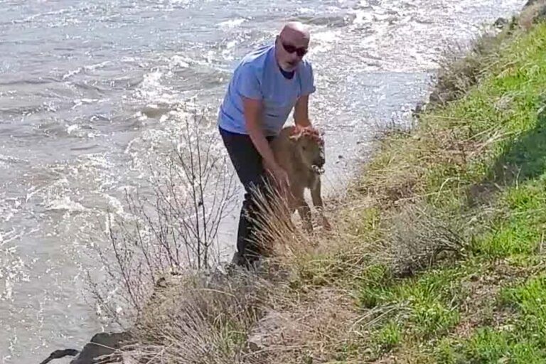 Man intentionally disturbs bison calf in Yellowstone - Image Credit NPS Hellen Jack