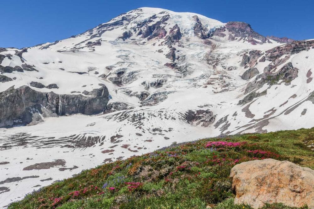 Mount Rainier Wildflowers Viewing Areas, Season, Trails & More The