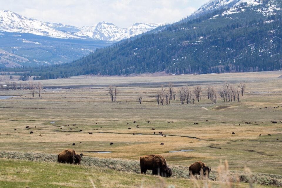 10 Greatest Views in Yellowstone National Park - The National Parks ...