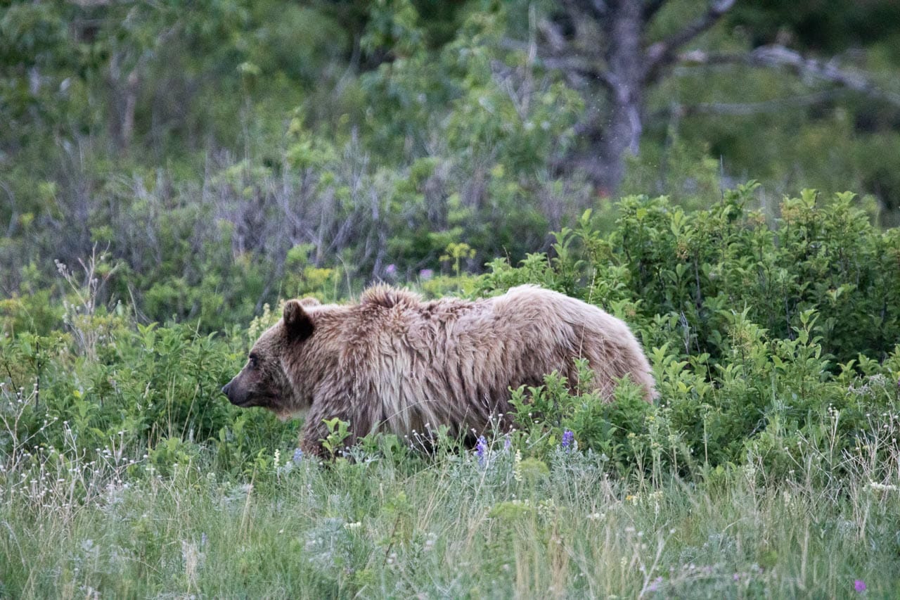 Grizzly bear in the Swiftcurrent Valley at Many Glacier, Glacier National Park