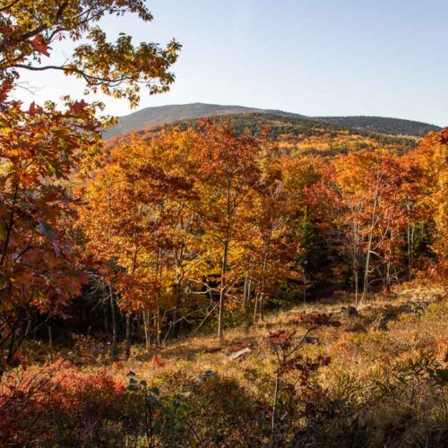 Fall foliage at Cadillac Mountain, Acadia National Park in Maine