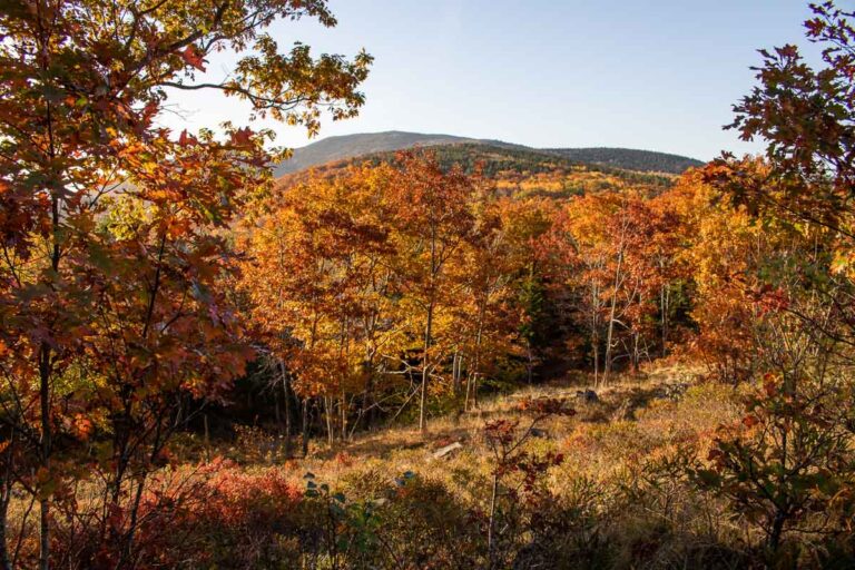 Fall foliage at Cadillac Mountain, Acadia National Park in Maine