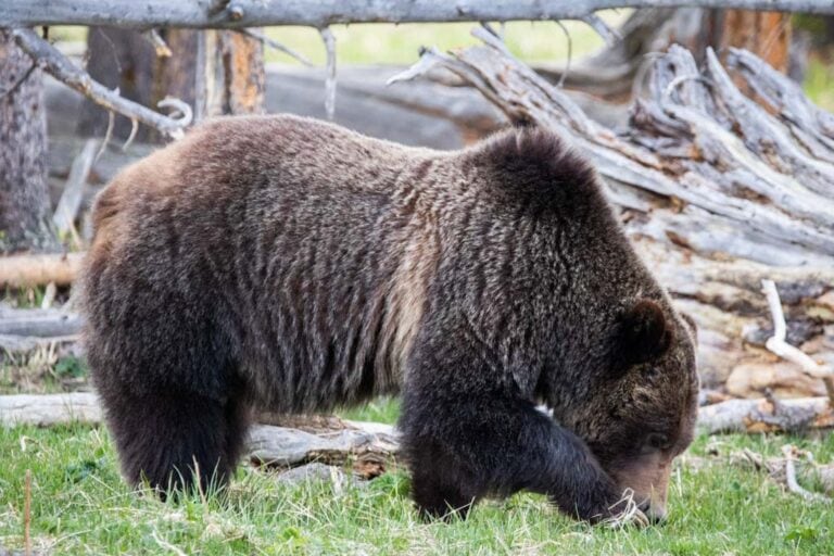 Grizzly bear at Midway Geyser Basin in Yellowstone National Park