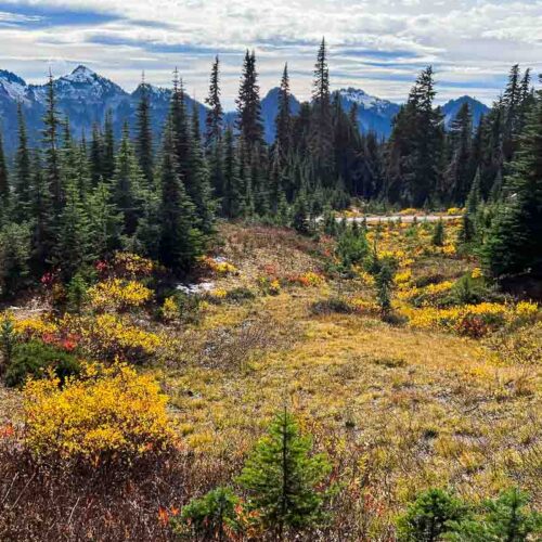 Vibrant fall colors on the Skyline and Alta Vista Trail, Mount Rainier National Park