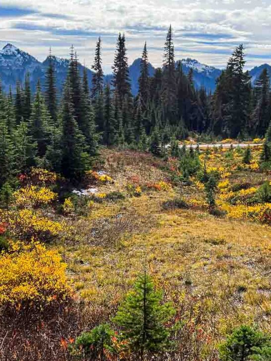 Vibrant fall colors on the Skyline and Alta Vista Trail, Mount Rainier National Park