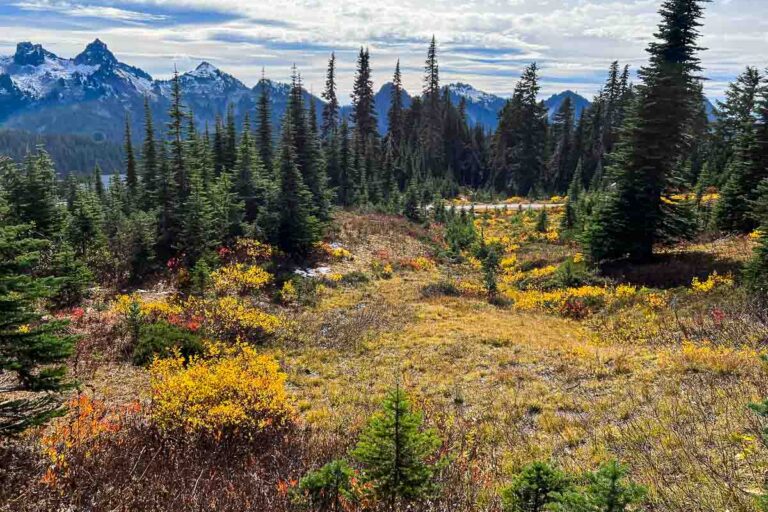 Vibrant fall colors on the Skyline and Alta Vista Trail, Mount Rainier National Park