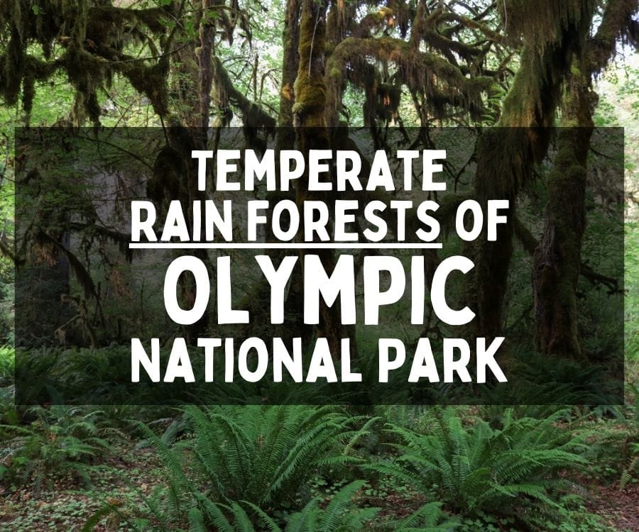 Temperate Rain Forests of Olympic National Park