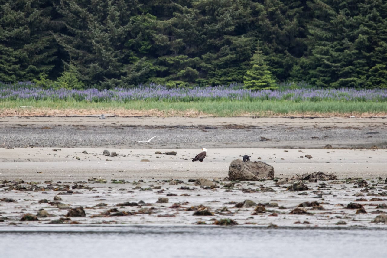 Bald eagle on the beach in Bartlett Cove, Glacier Bay National Park, Alaska
