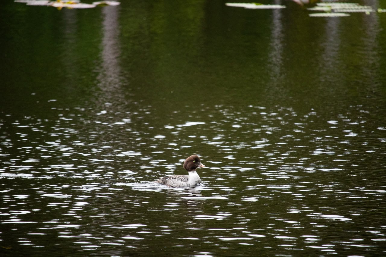 Barrow's goldeneye duck in Blackwater Pond, Forest Trail, Glacier Bay National Park
