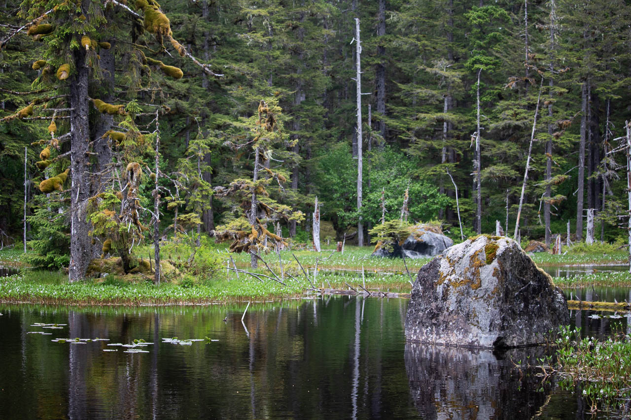 Blackwater Pond on the Forest Trail in Bartlett Cove, Glacier Bay National Park