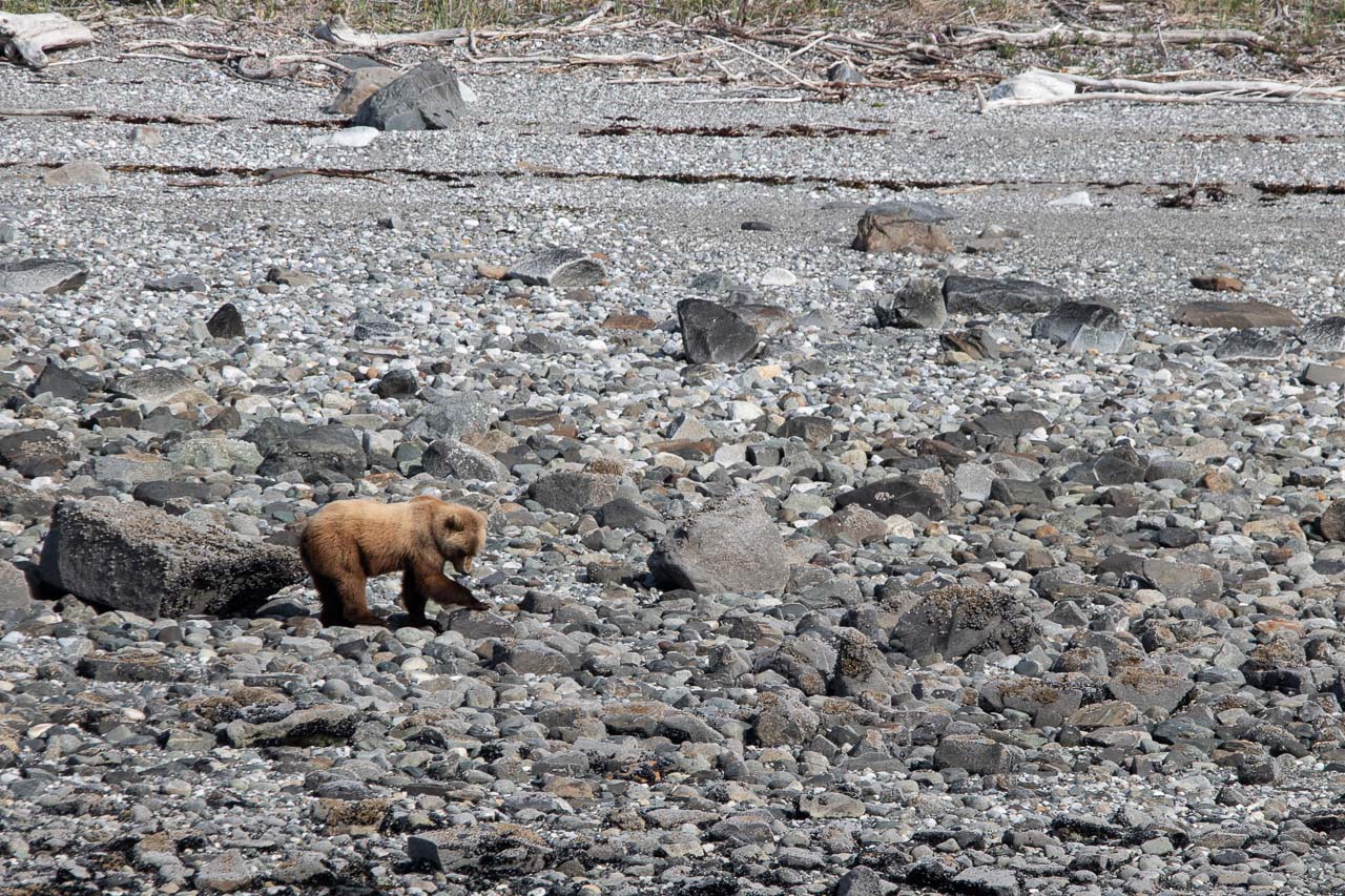 Brown bear on a rocky beach in Glacier Bay National Park
