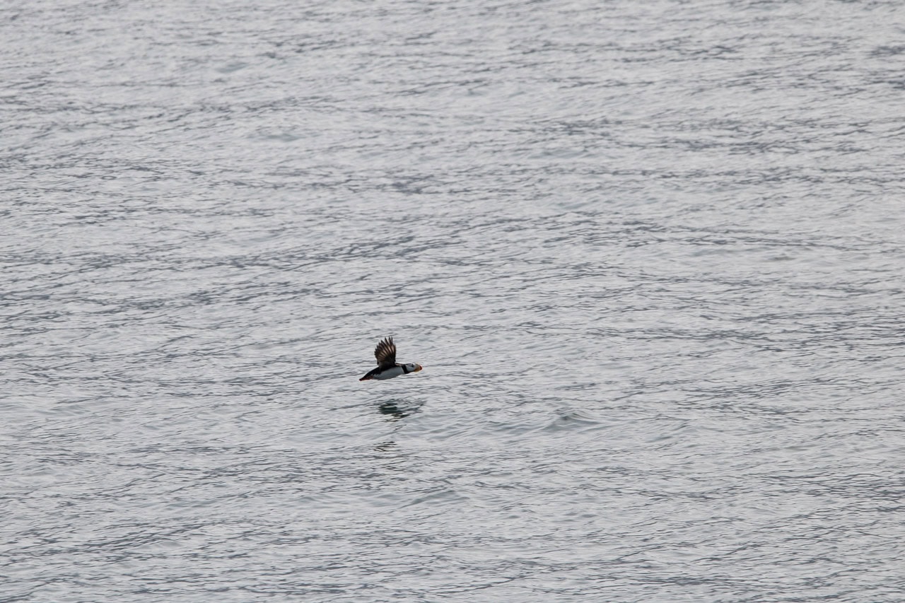 Horned puffin flying at South Marble Island in Glacier Bay National Park