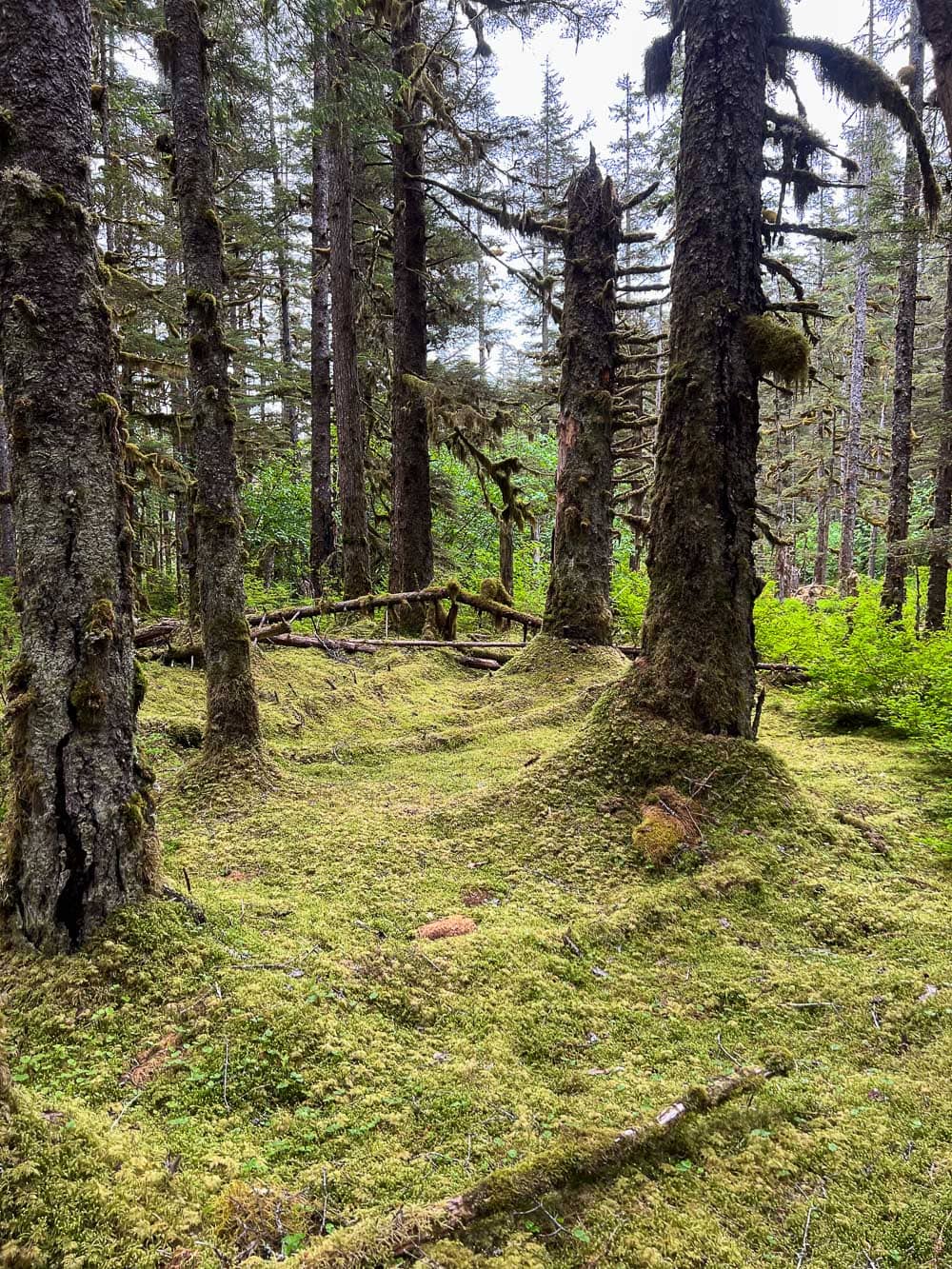Moss-covered temperate rain forest on the Forest Trail in Glacier Bay National Park