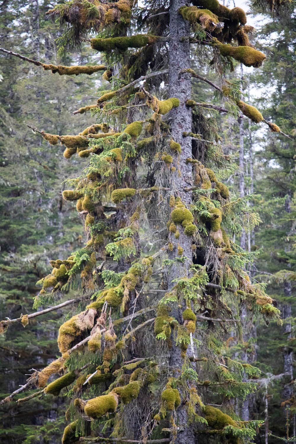 Moss-covered tree on the Forest Trail in Glacier Bay National Park