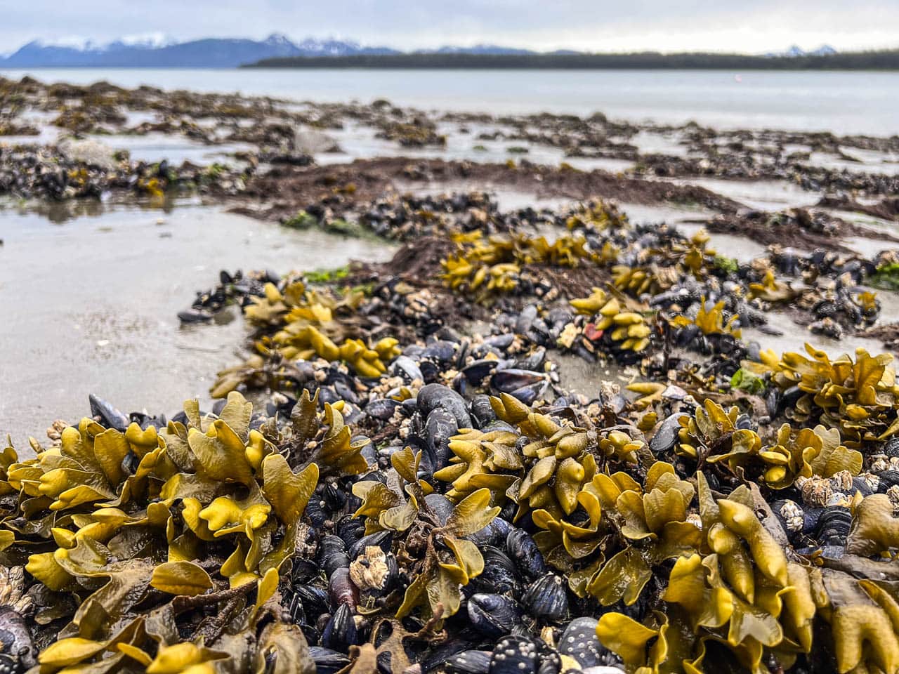 Mussels and seaweed at low tide in Bartlett Cove, Glacier Bay National Park