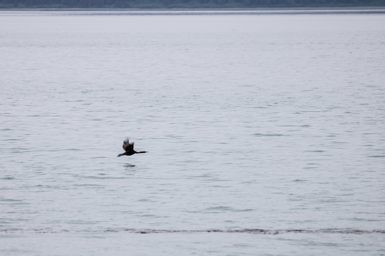 Pacific loon in Bartlett Cove, Glacier Bay National Park