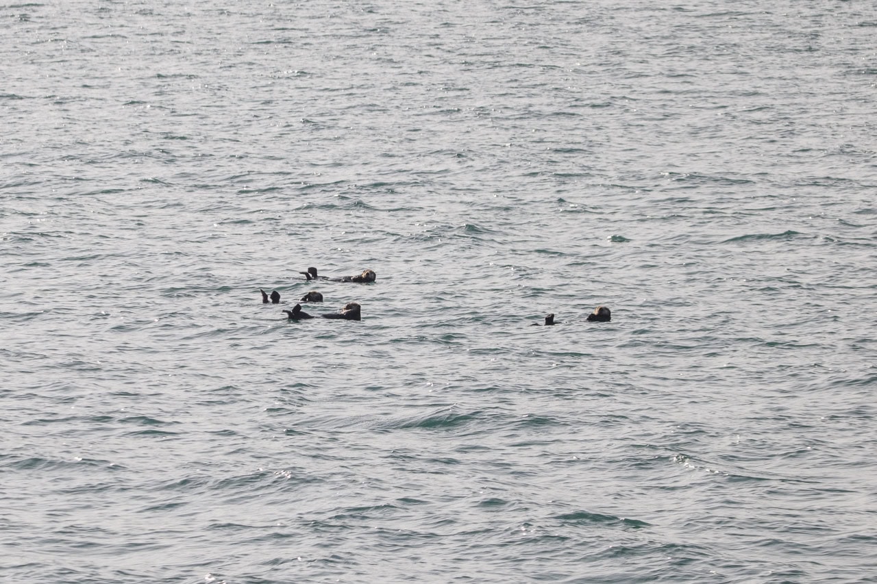Sea otters in Glacier Bay National Park