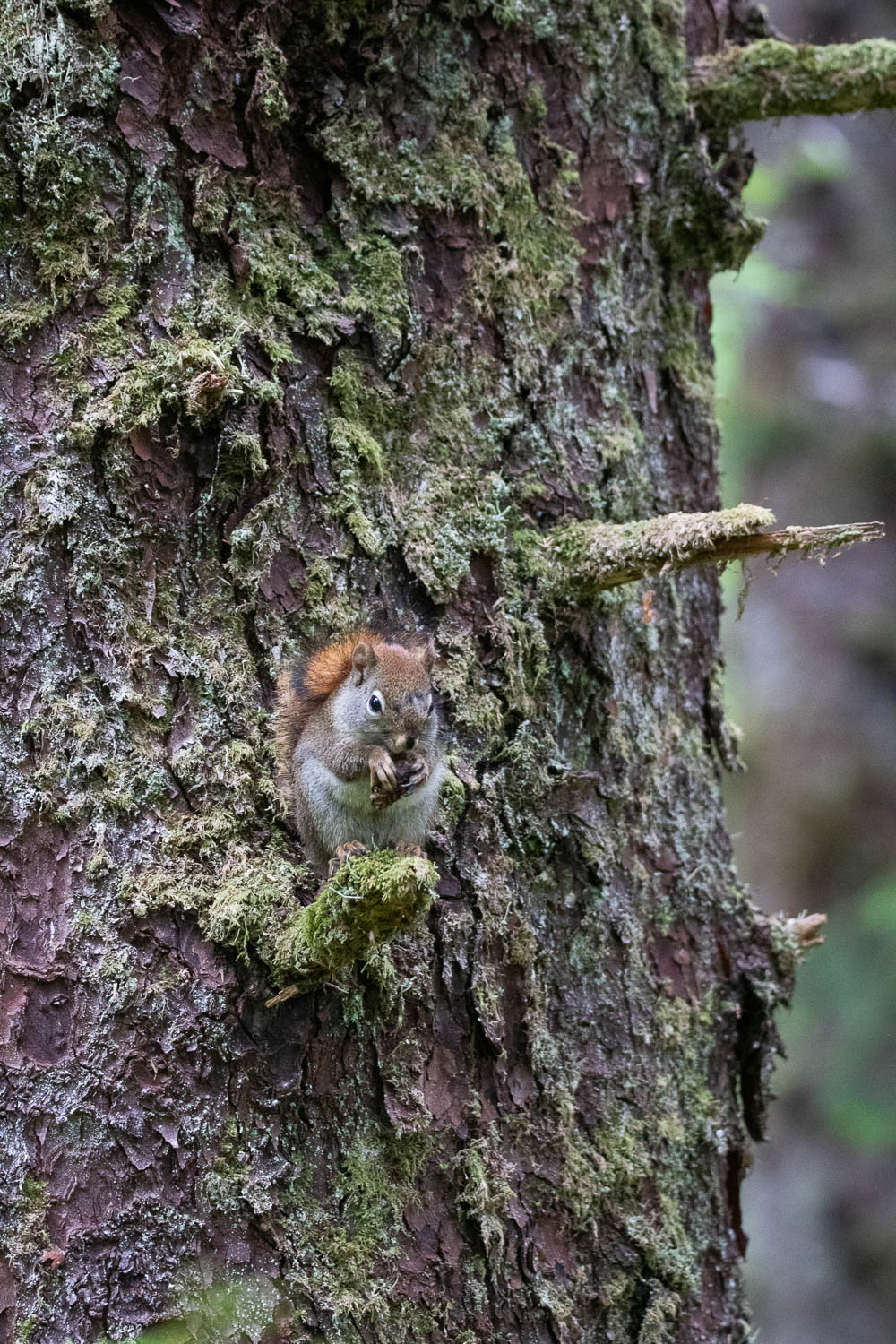 Squirrel in a tree on the Forest Trail in Glacier Bay National Park