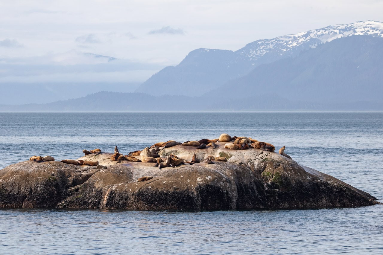 Steller sea lions at South Marble Island in Glacier Bay National Park, Alaska