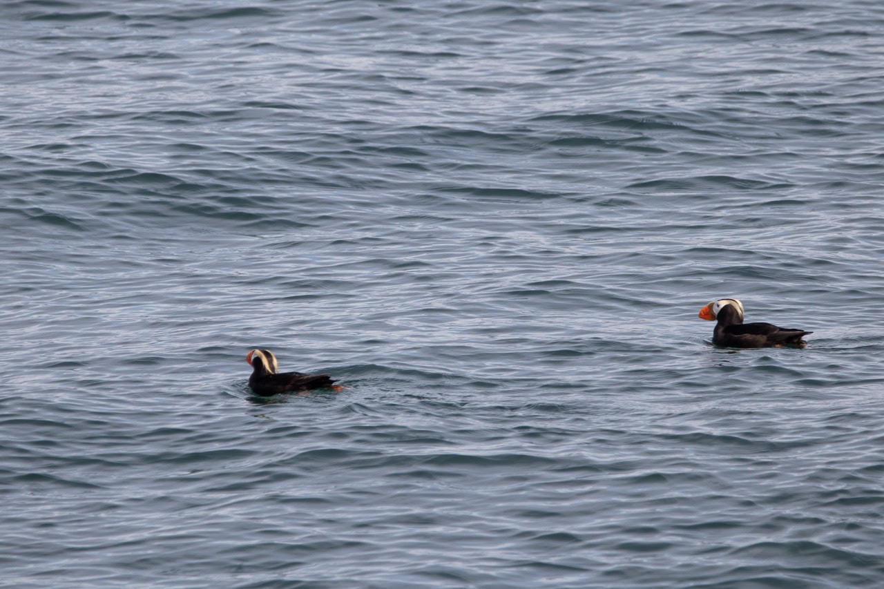 Tufted puffins at South Marble Island in Glacier Bay National Park