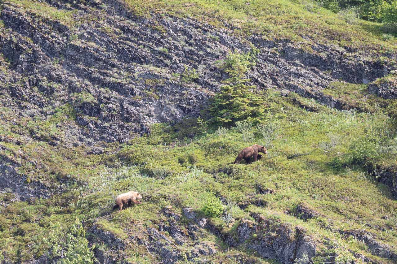Two coastal brown bears in Glacier Bay National Park, Alaska