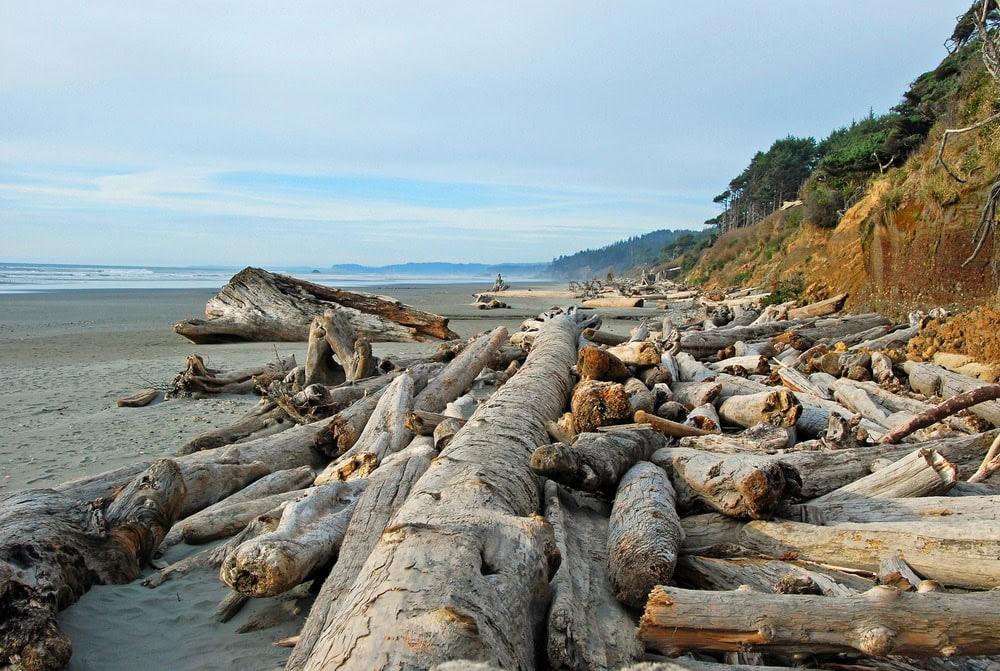 Driftwood on Kalaloch Beach, Olympic National Park - Image credit: NPS / Danielle Archuleta