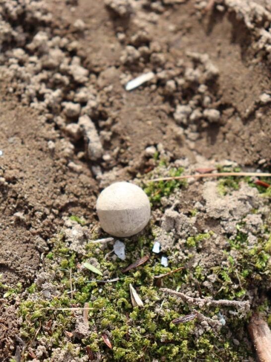 Nearly 250-year-old musket balls from 'Shot Heard Around the World' discovered in Minute Man National Historical Park - Image credit: NPS