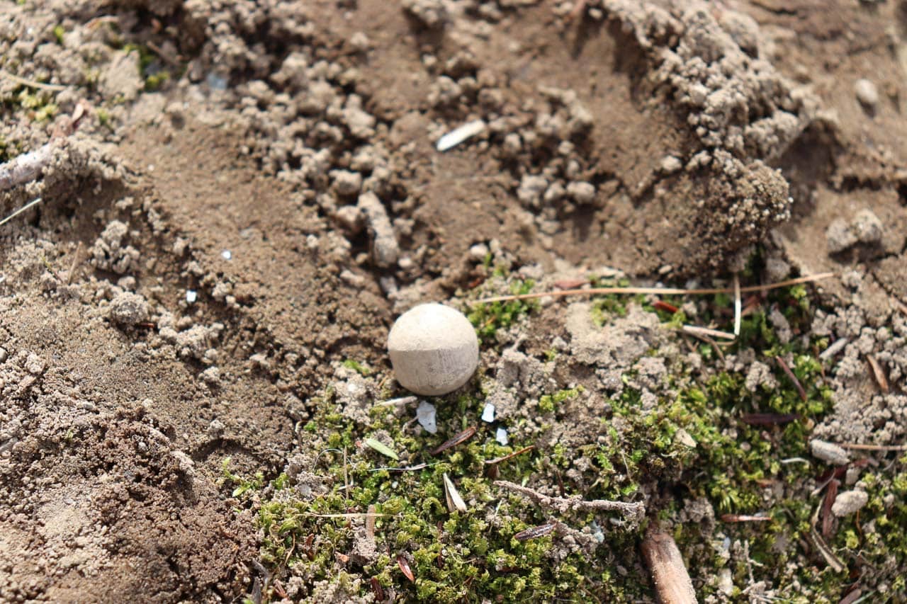 Nearly 250-year-old musket balls from 'Shot Heard Around the World' discovered in Minute Man National Historical Park - Image credit: NPS