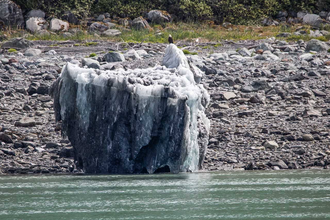 Bald eagle on an iceberg in Glacier Bay National Park, Alaska