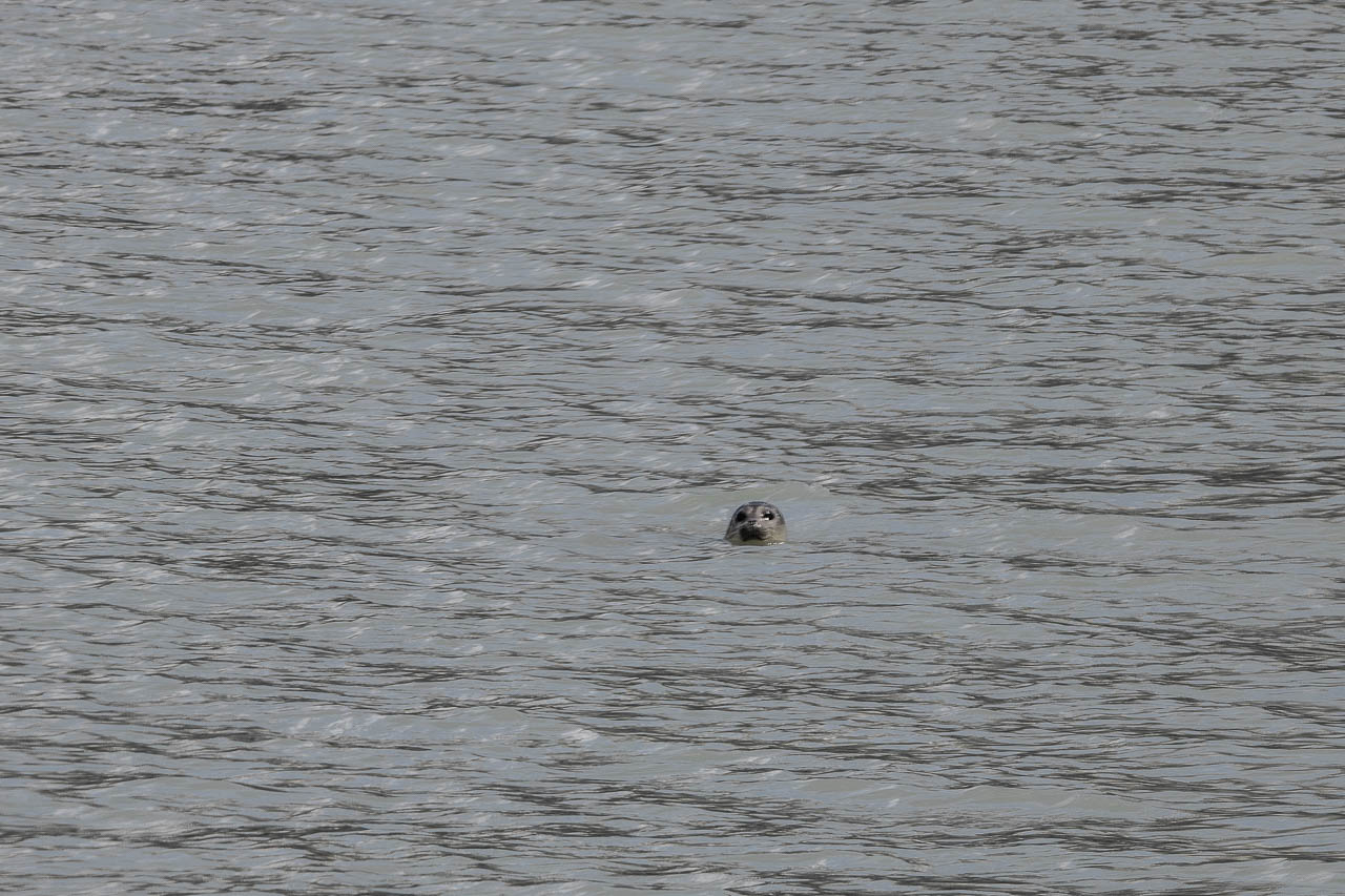 Harbor seal in the water at Johns Hopkins Glacier, Glacier Bay National Park