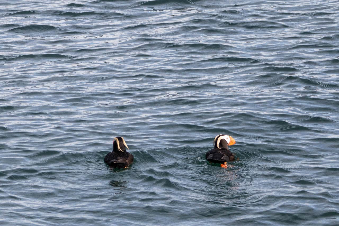 Puffins near Margerie Glacier in Glacier Bay National Park