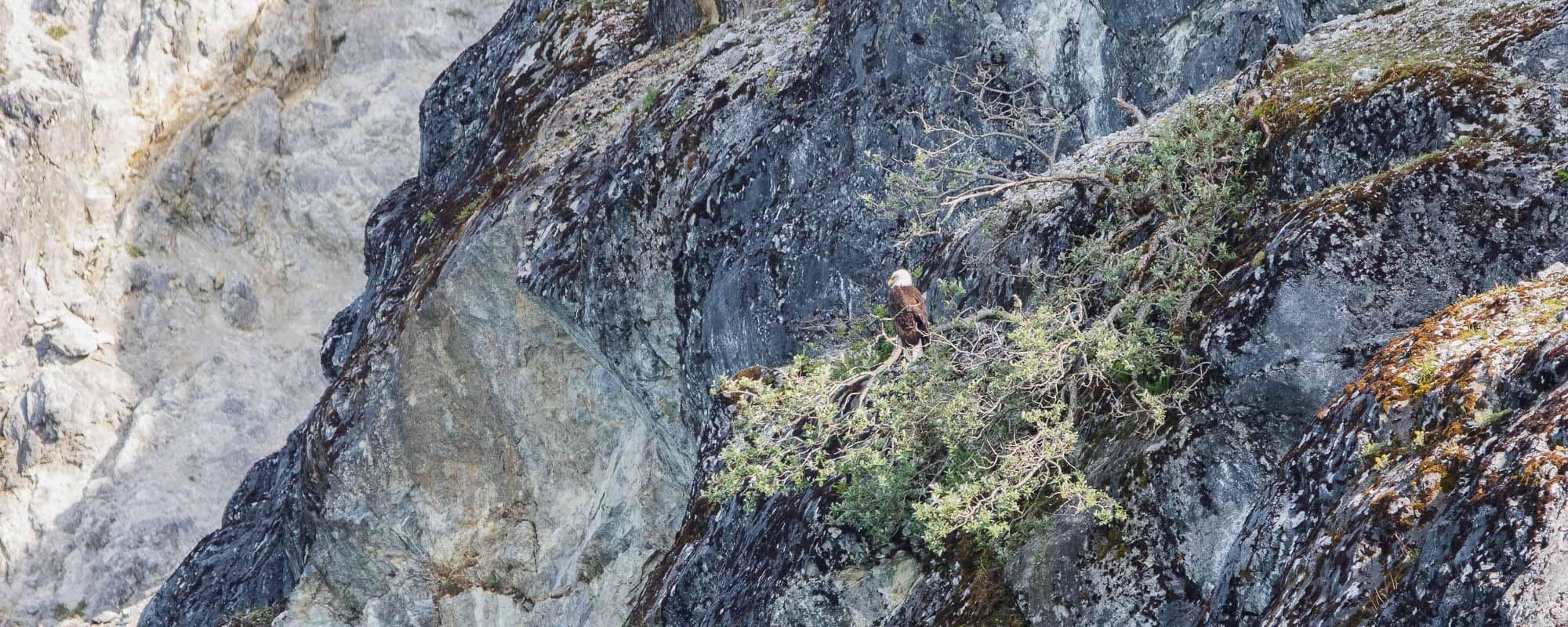 Bald eagle in Glacier Bay National Park, Alaska