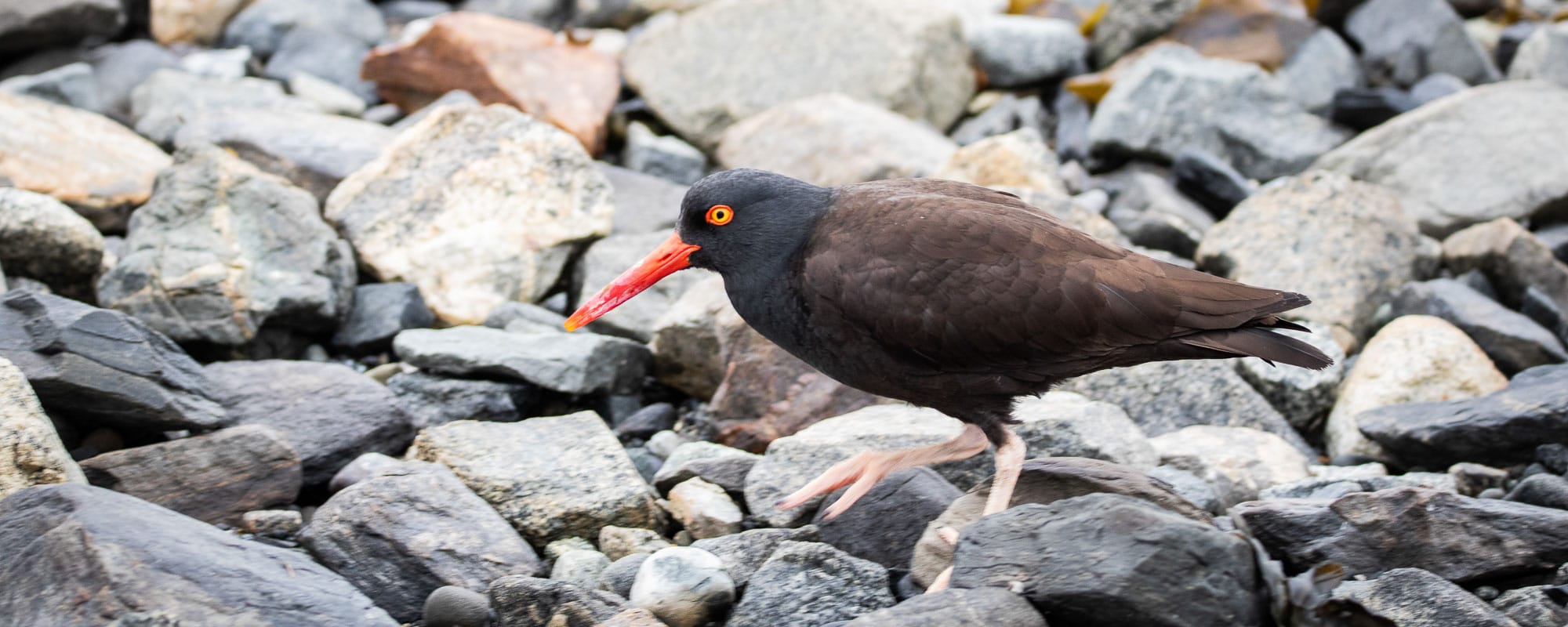 Black oystercatcher on the beach in Bartlett Cove, Glacier Bay National Park