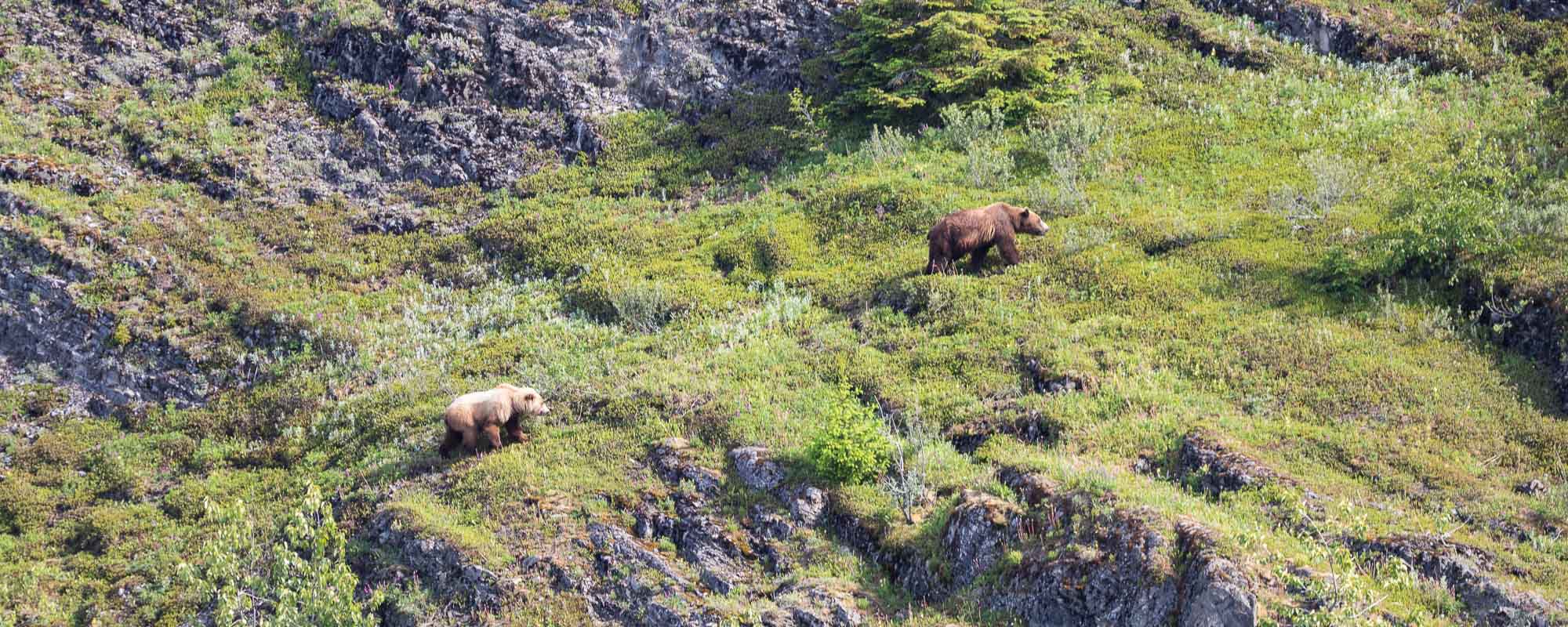 Coastal brown bears on the cliffs of Glacier Bay National Park