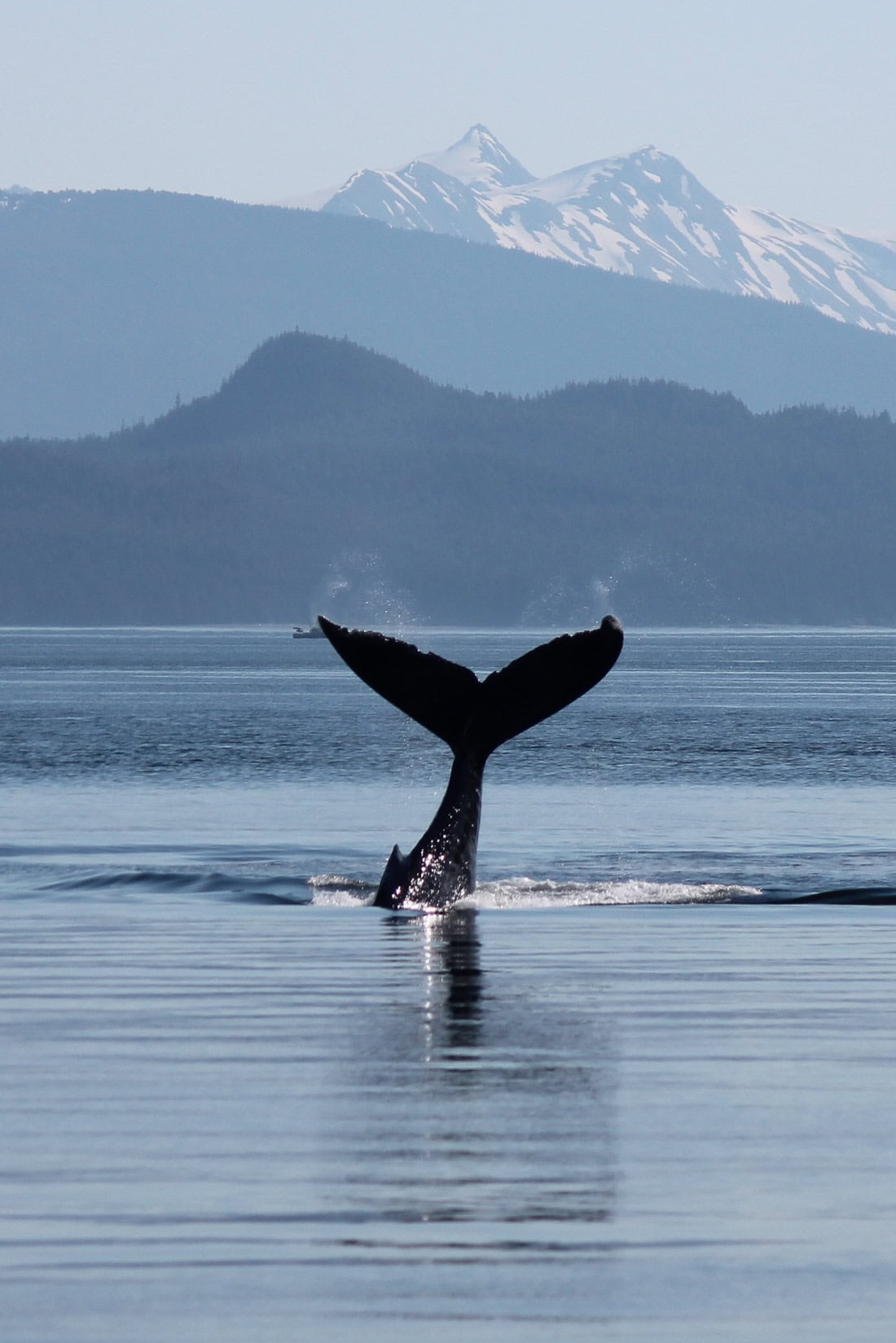 Humpback whale in Glacier Bay National Park, Alaska - Image credit: NPS / Jakara Hubbard