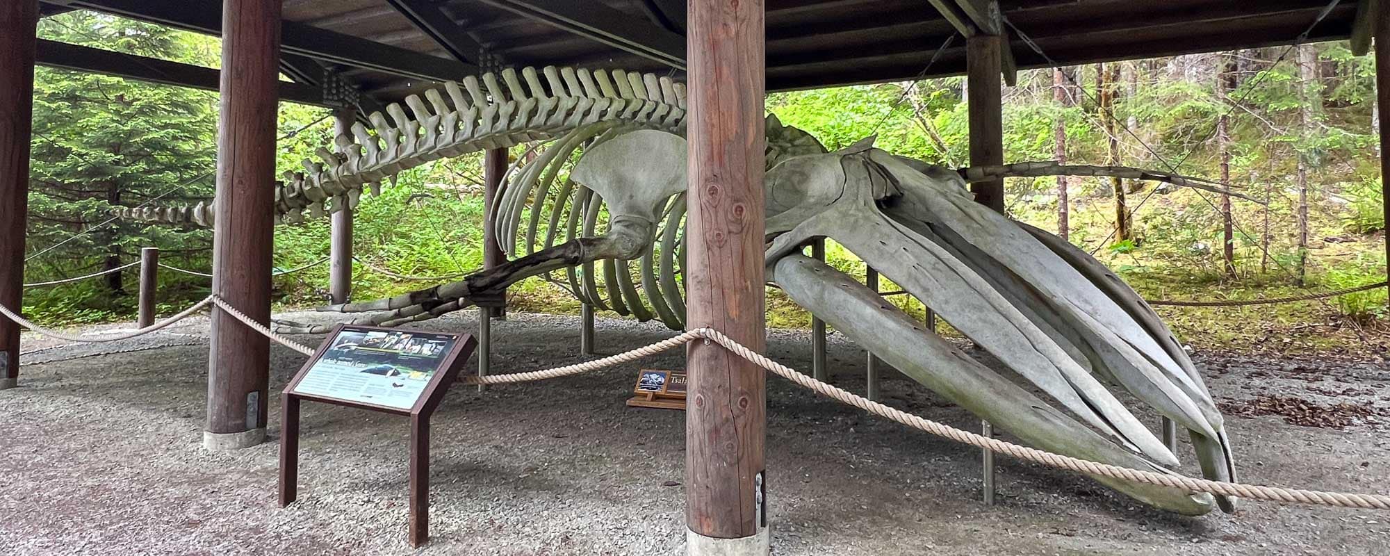 Humpback whale skeleton on Tlingit Trail in Glacier Bay National Park