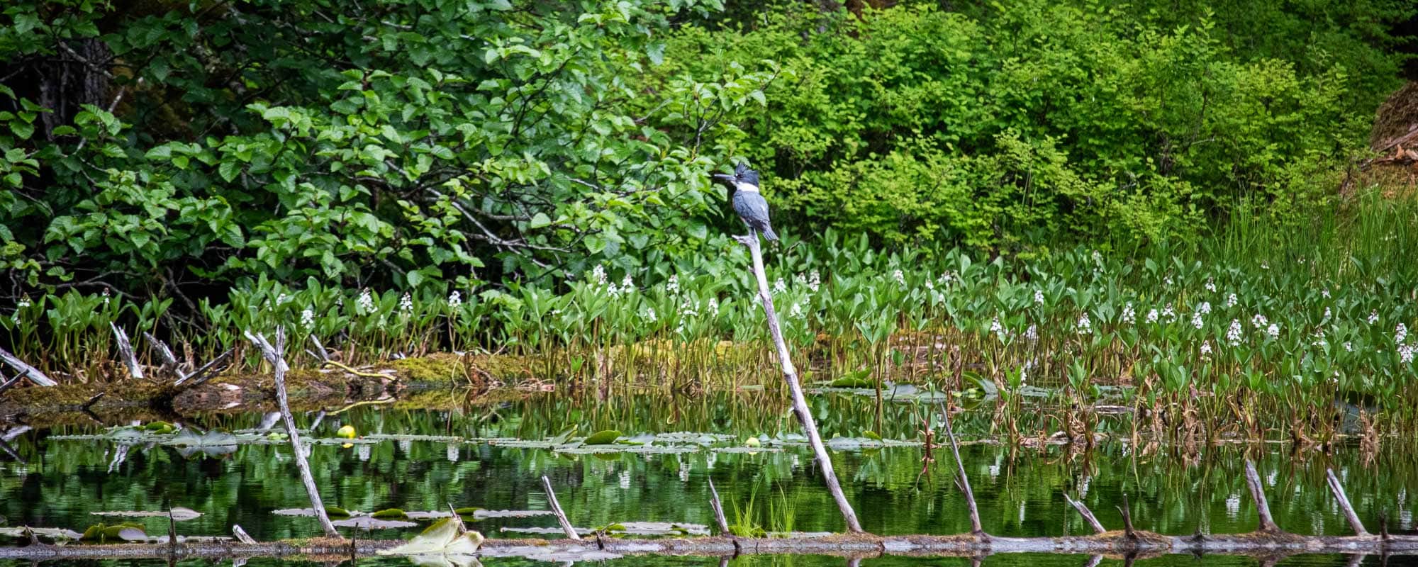 Kingfisher at Blackwater Pond, Glacier Bay