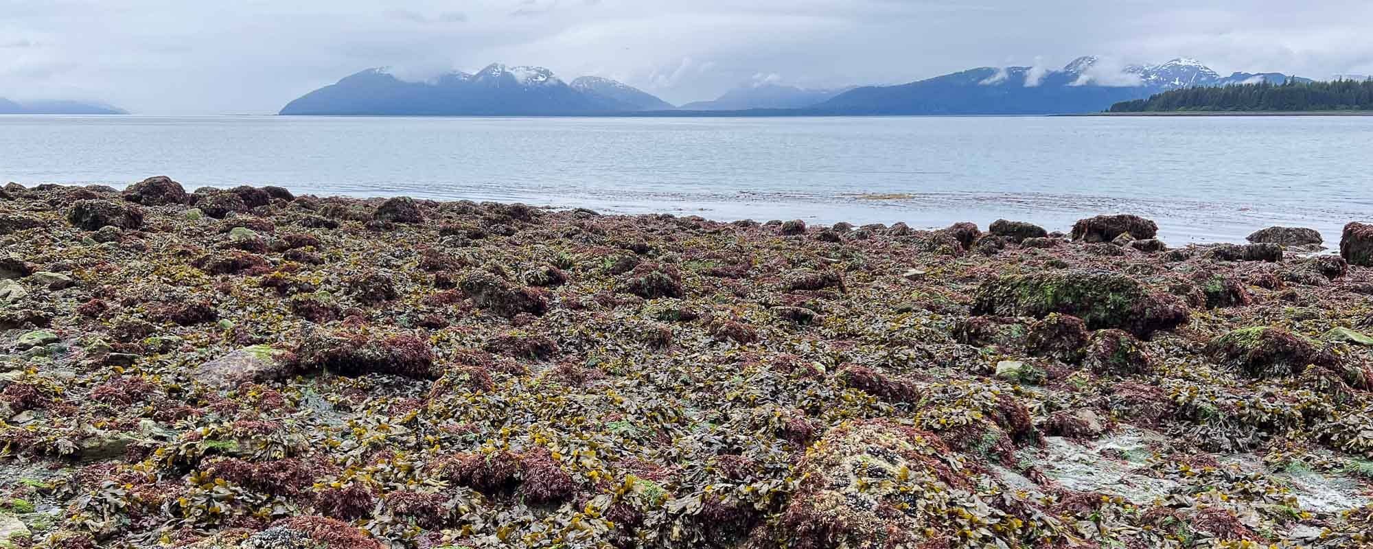 Low tide at the intertidal zone, Bartlett Cove in Glacier Bay National Park, Alaska