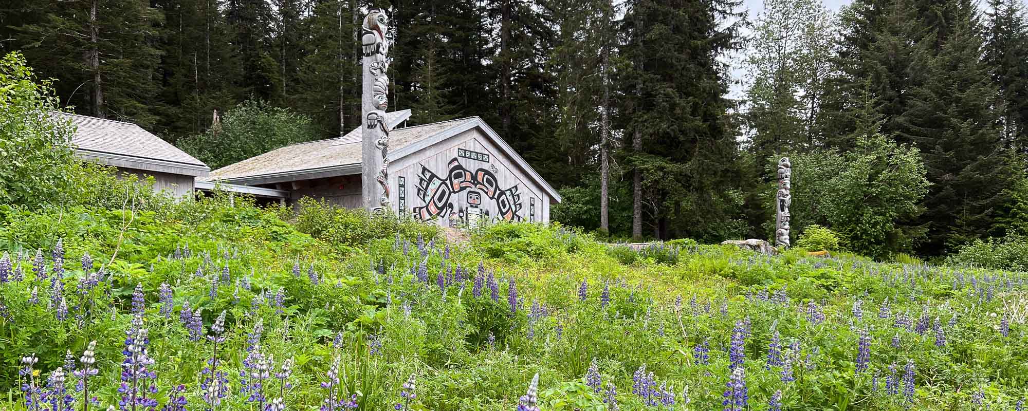 Lupines at the Huna Tribal House in Bartlett Cove, Glacier Bay National Park