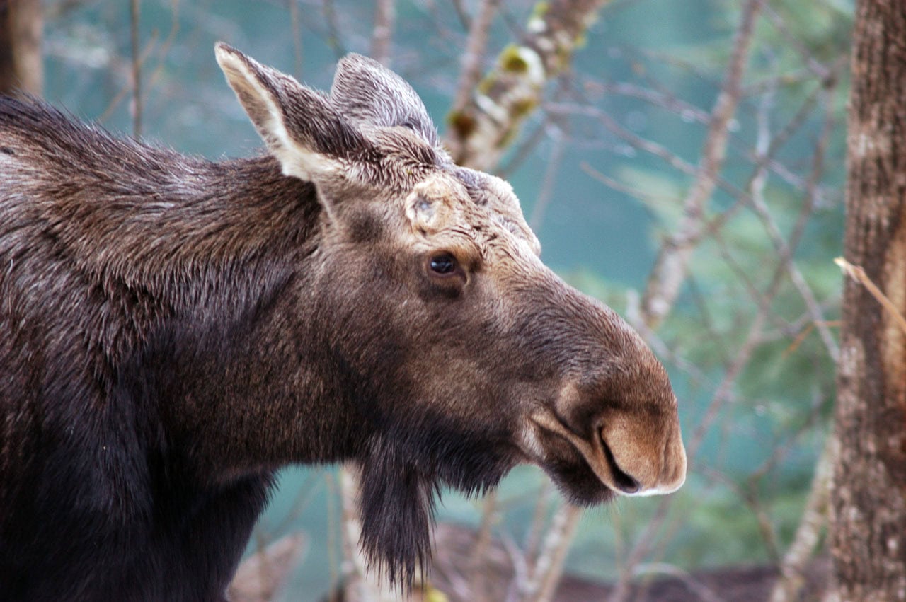 Moose in Glacier Bay National Park, Alaska - Image credit: NPS