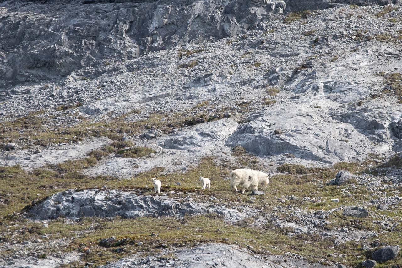 Mountain goats in Glacier Bay National Park, Alaska - Image credit: Bram Reusen