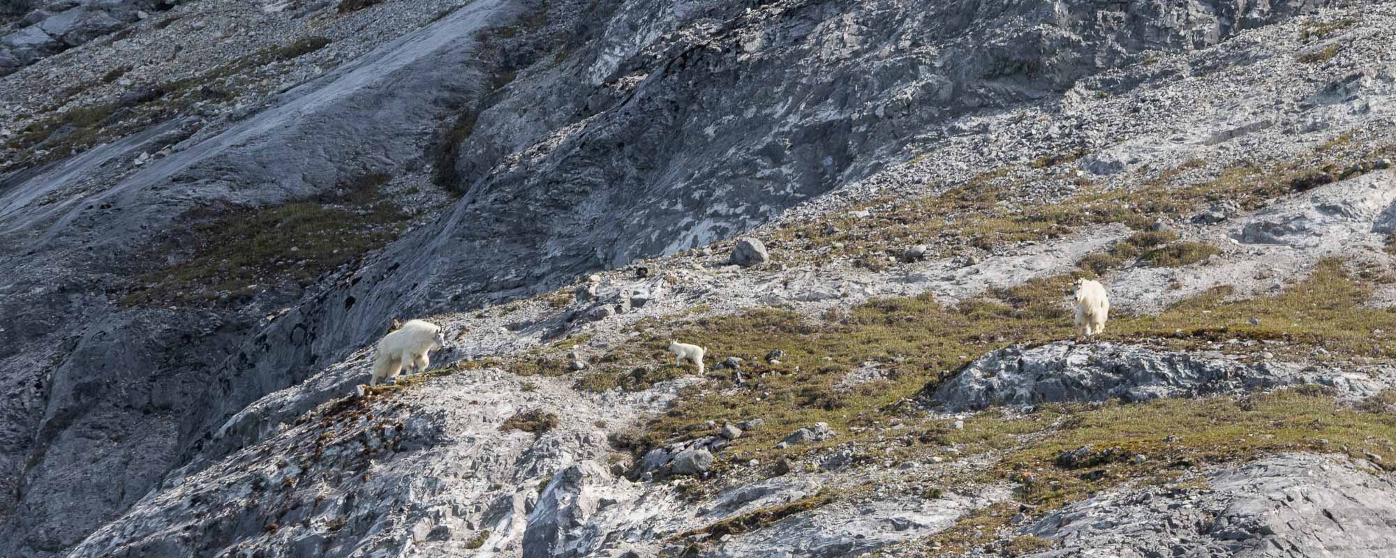 Mountain goats on the cliffs of Glacier Bay, Alaska