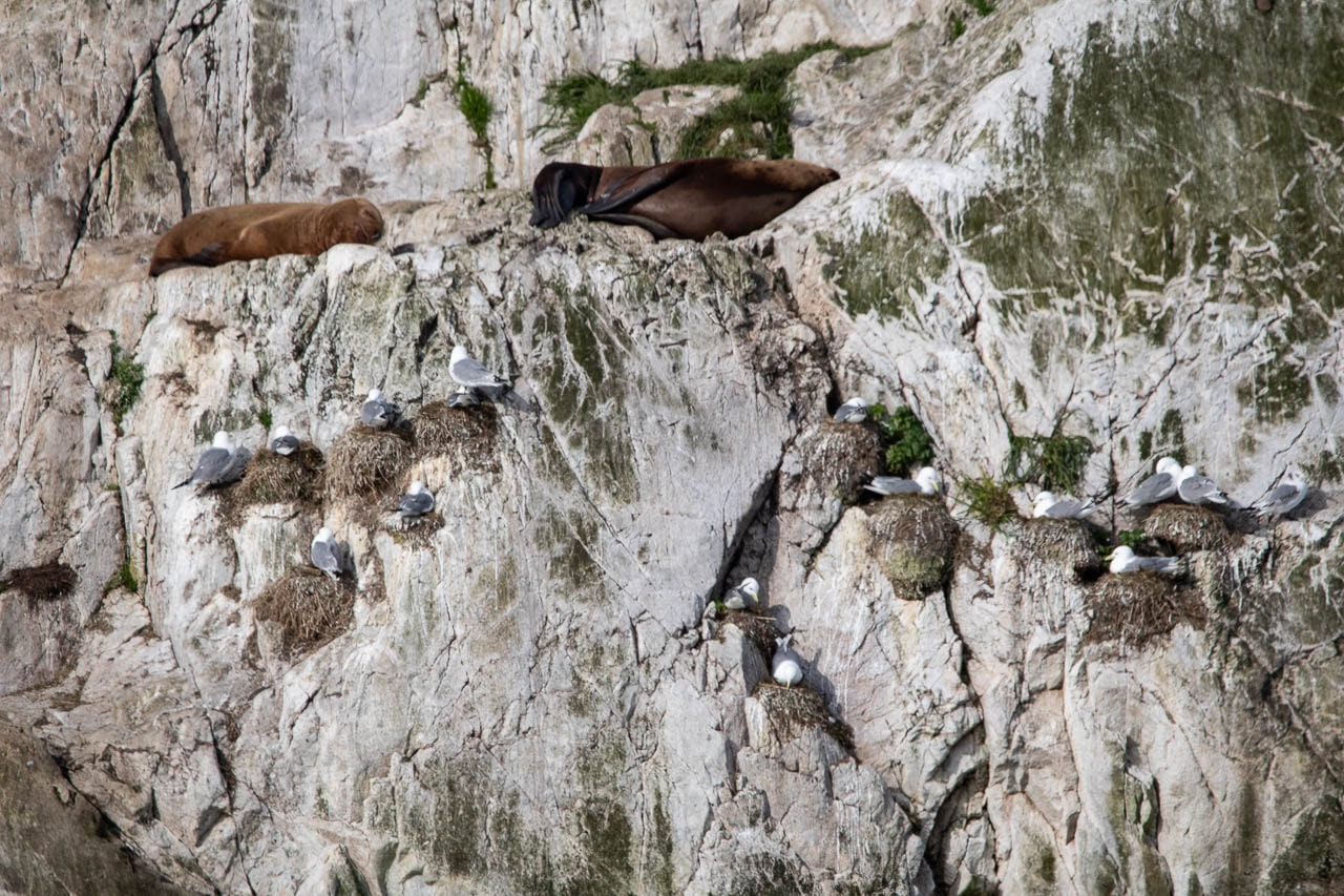 Sea lions and gulls at South Marble Island, Glacier Bay National Park - Image credit: Bram Reusen