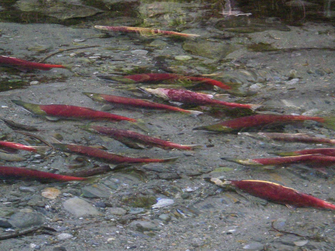 Sockeye salmon in Glacier Bay National Park, Alaska - Image credit: NPS