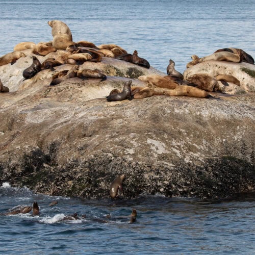 Steller sea lions in Glacier Bay National Park, Alaska - Image credit: Bram Reusen