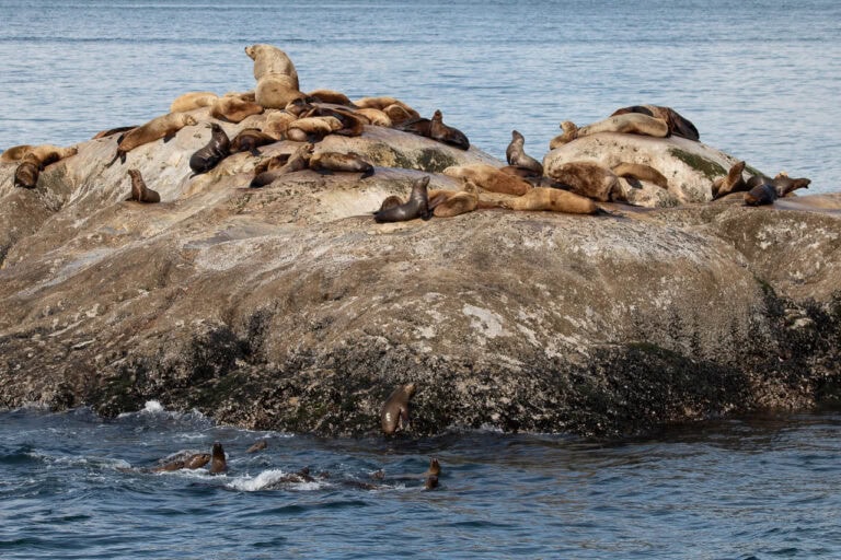 Steller sea lions in Glacier Bay National Park, Alaska - Image credit: Bram Reusen