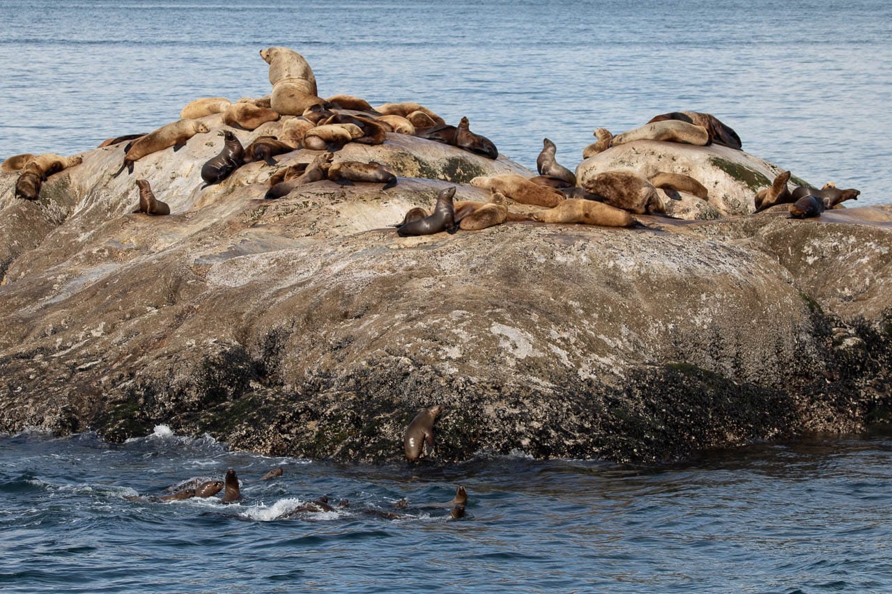 South Marble Island is a fantastic place to see Steller sea lions in Glacier Bay - Image credit: Bram Reusen