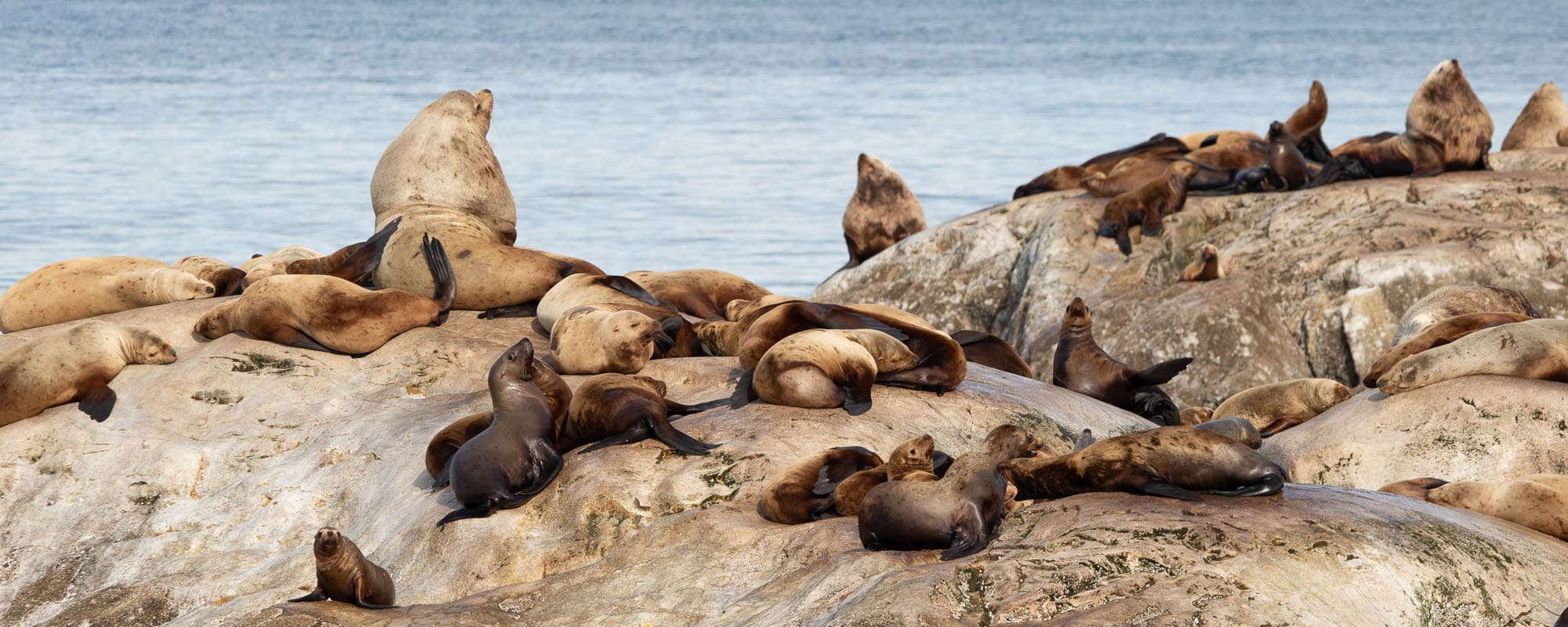 Steller sea lions in Glacier Bay National Park