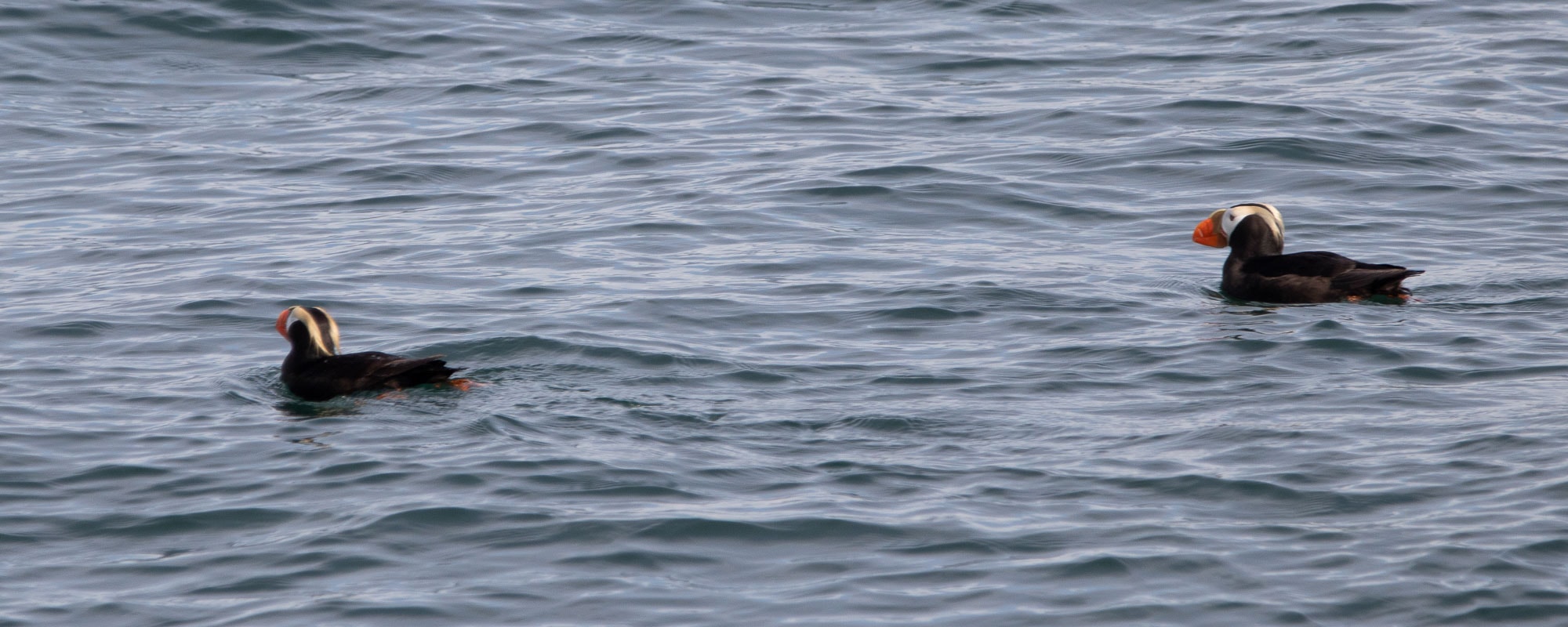 Tufted puffins at South Marble Island in Glacier Bay National Park