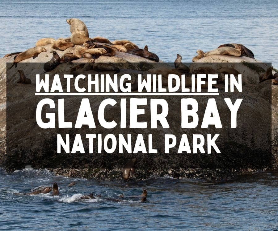 Watching Wildlife in Glacier Bay National Park